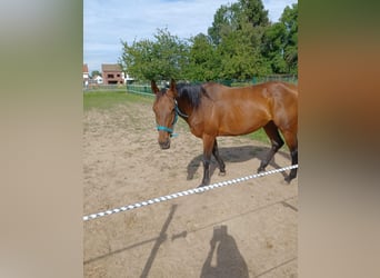 German Riding Horse, Mare, 16 years, 16 hh, Brown