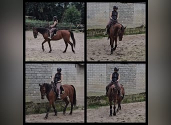 German Riding Horse, Mare, 16 years, 16 hh, Brown