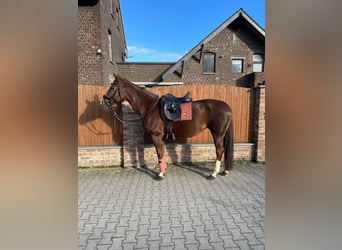 German Riding Horse, Mare, 16 years, 16 hh, Chestnut