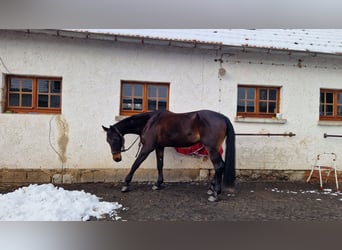 German Riding Horse, Mare, 16 years, 16,3 hh, Bay-Dark