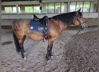 German Riding Horse Mix, Mare, 17 years, 14.1 hh, Brown