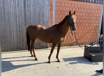 German Riding Horse, Mare, 17 years, 15,2 hh, Brown