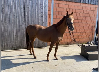 German Riding Horse, Mare, 17 years, 15,2 hh, Brown