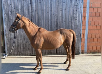 German Riding Horse, Mare, 17 years, 15,2 hh, Brown