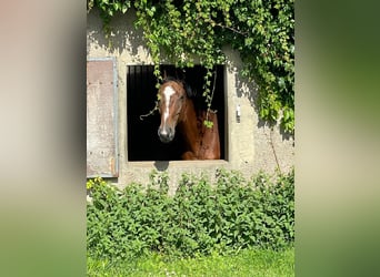 German Riding Horse, Mare, 17 years, 16.1 hh, Brown