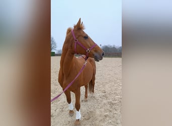 German Riding Horse, Mare, 17 years, 16 hh, Chestnut-Red