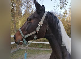 German Riding Horse, Mare, 18 years, 16.2 hh, Brown Falb mold