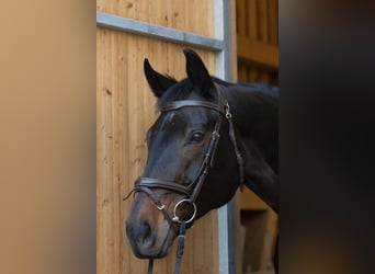 German Riding Horse, Mare, 18 years, 16 hh, Bay-Dark