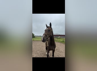 German Riding Horse, Mare, 19 years, 17 hh, Bay-Dark