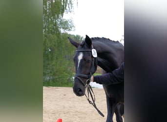 German Riding Horse, Mare, 19 years, 17 hh, Black