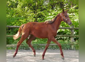 German Riding Horse, Mare, 1 year, 14,1 hh