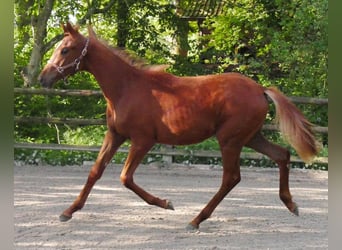 German Riding Horse, Mare, 1 year, 14,1 hh