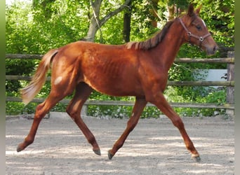German Riding Horse, Mare, 1 year, 14,1 hh