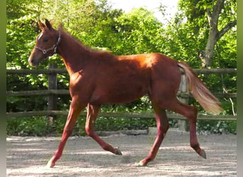 German Riding Horse, Mare, 1 year, 14,1 hh
