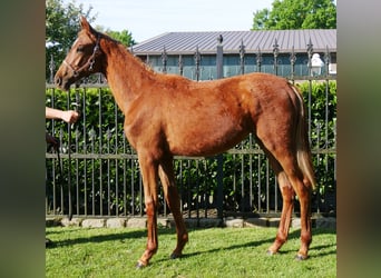 German Riding Horse, Mare, 1 year, 14,1 hh