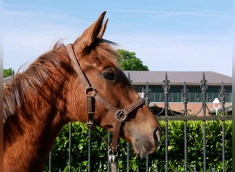 German Riding Horse, Mare, 1 year, 14,1 hh