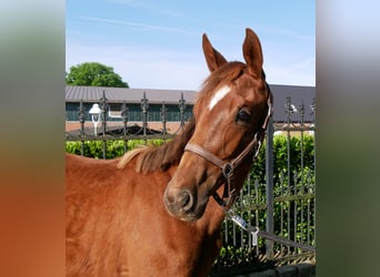 German Riding Horse, Mare, 1 year, 14,1 hh