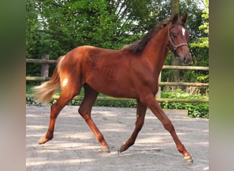 German Riding Horse, Mare, 1 year, 14,1 hh
