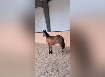 German Riding Horse, Mare, 1 year, 15.2 hh, Brown