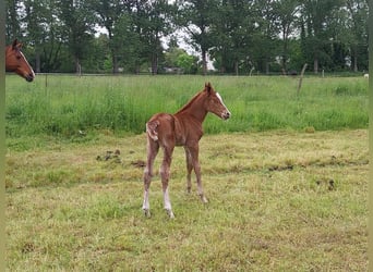 German Riding Horse, Mare, 1 year, 15.2 hh, Chestnut-Red