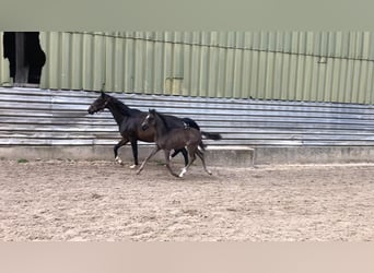 German Riding Horse, Mare, 1 year, 16 hh, Black