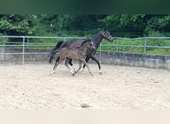 German Riding Horse, Mare, 1 year, 16 hh, Black