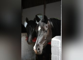 German Riding Horse, Mare, 1 year, 16 hh, Gray-Dark-Tan