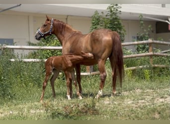 German Riding Horse, Mare, 1 year, 16,2 hh, Chestnut