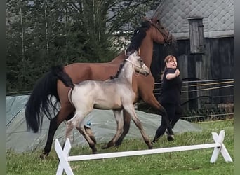 German Riding Horse, Mare, 1 year, 17 hh, Roan-Bay