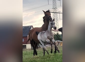 German Riding Horse, Mare, 1 year, 17 hh, Roan-Bay