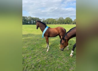 German Riding Horse, Mare, 1 year, Brown