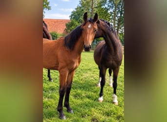 German Riding Horse, Mare, 1 year, Brown