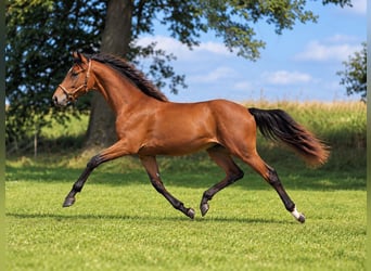 German Riding Horse, Mare, 1 year, Brown