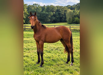 German Riding Horse, Mare, 1 year, Brown