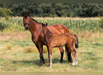 German Riding Horse, Mare, 1 year, Brown