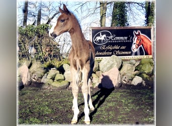 German Riding Horse, Mare, 1 year