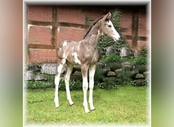 German Riding Horse, Mare, 1 year