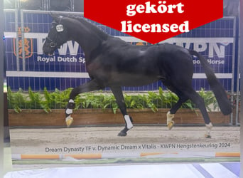 German Riding Horse, Mare, 1 year