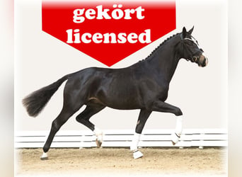 German Riding Horse, Mare, 1 year