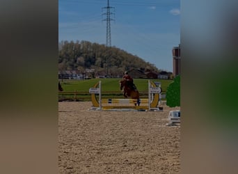German Riding Horse, Mare, 20 years, 13.2 hh, Chestnut-Red