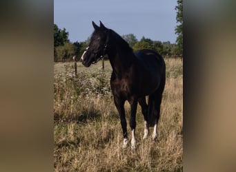 German Riding Horse, Mare, 20 years, 15.1 hh