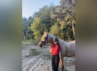 German Riding Horse, Mare, 20 years, 15,1 hh, Palomino