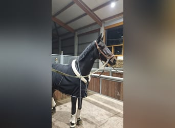 German Riding Horse, Mare, 20 years, 16.2 hh, Bay-Dark