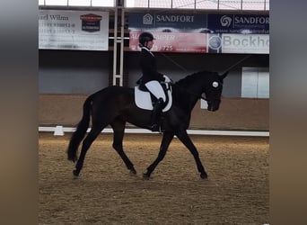 German Riding Horse, Mare, 20 years, 16.2 hh, Bay-Dark