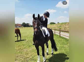 German Riding Horse, Mare, 20 years, 16.2 hh, Bay-Dark