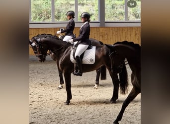 German Riding Horse, Mare, 20 years, 16.2 hh, Bay-Dark