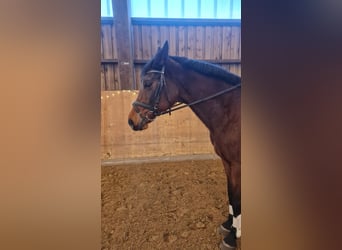 German Riding Horse, Mare, 20 years, 16 hh, Brown