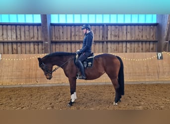 German Riding Horse, Mare, 20 years, 16 hh, Brown