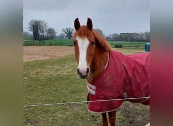 German Riding Horse, Mare, 22 years, 14,3 hh, Chestnut-Red
