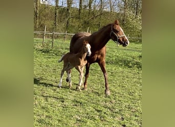 German Riding Horse, Mare, 23 years, 14,2 hh, Chestnut-Red
